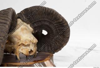 Photo Textures of Mouflon Skull 